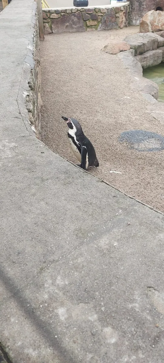Penguin at Paradise Park in Hayle during our visit