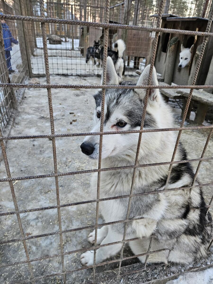 A husky seen during our Lapland family trip