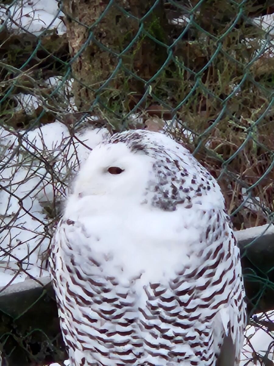 A snowy owl at Ranua Wildlife Park