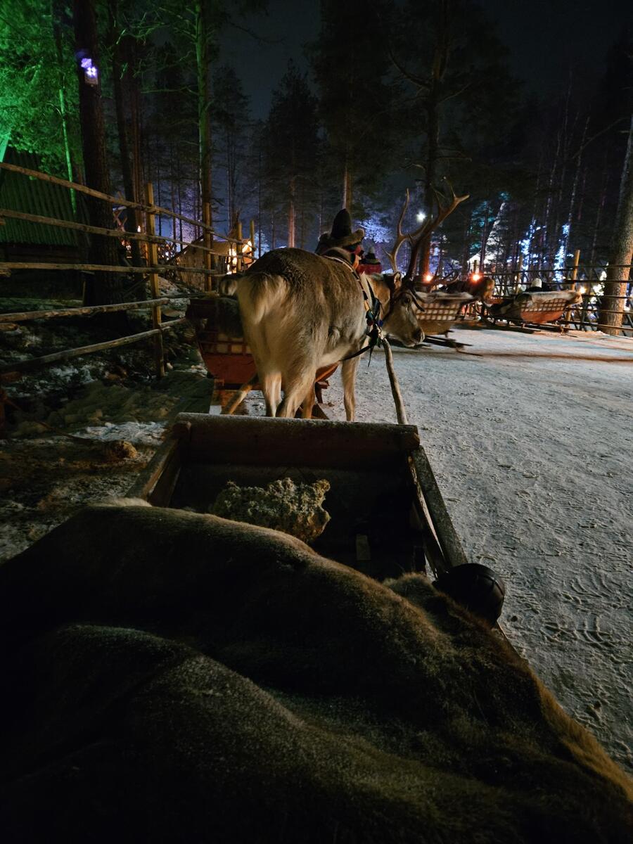Reindeer in snowy Rovaniemi during our December 2024 family trip