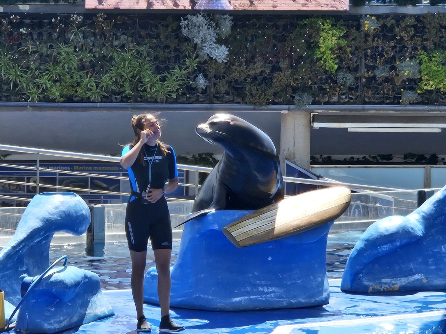 Sea-lion presentation at Marineland Mallorca
